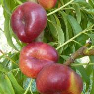 Саджанець Нектарин Інжирний Концентіна